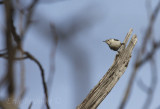 White-breasted Nuthatch