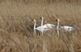 Three Trumpeter Swans