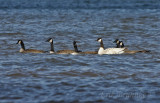 Leucistic Canada Goose with the other Canada Geese