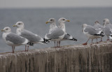 Adult Thayers Gull facing left (behind an adult Herring Gull facing right)