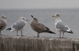 eautiful adult Thayers Gull (right). Juvenile Herring Gull in the middle is thinking how to tell Thayers from Herring!