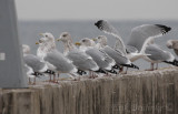 Can you spot the Thayers Gull among the Herring Gulls?