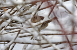 Grasshopper Sparrow, the morning of Dec 1st, 2011