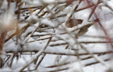 Grasshopper Sparrow, the morning of Dec 1st, 2011