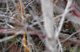 Grasshopper Sparrow, the morning of Nov 30, 2011