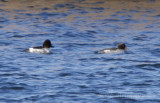 Male Common Goldeneye (left) and female Common Goldeneye (right)