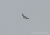 Heavily-cropped photo of this bird. Its a Red-tailed Hawk!