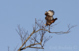 Adult dark morph Red-tailed Hawk