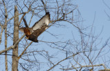 Adult dark morph Red-tailed Hawk