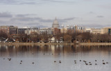 Madison Birding