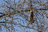 Red Squirrel hanging upside down to get the tamarack cones!