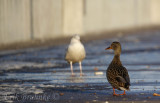 Woah look, a Glaucous Gull! says the Mallard