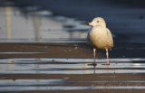 Glaucous Gull