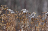 Common Redpolls feeding, with an orange-crowned Common Redpoll