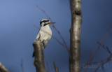 Hairy Woodpecker jumping to another perch