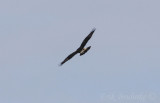 Rough-legged Hawk