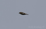 Female White-winged Crossbill in flight