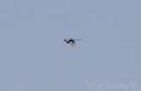 Distant Black-billed Magpie
