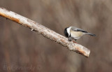 Black-capped Chickadee on branch, working hard to get some food!