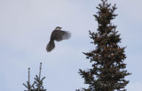 Gray Jay, coming in for a landing
