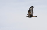 Arctic Fluffball (Rough-legged Hawk)
