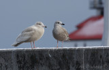 Glaucous Gull (left) and Herring Gull (right)