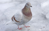 Rock Pigeon