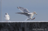 Thayers Gull