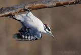 Hairy Woodpecker taking off