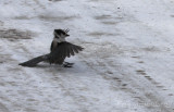 Gray Jay coming in for a landing!