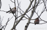 Male Hoary Redpoll (left) and Male Common Redpoll (right)