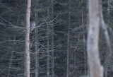 Great Gray Owl