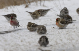 Common Redpolls. Note the breast coloration on the right male redpoll