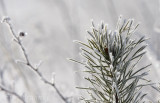 Hoarfrost jack pine