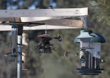 Common Redpolls, American Goldfinches, Pine Siskins!