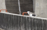 Great BB Gull (front), Thayers Gull (middle), Herring Gull (back)