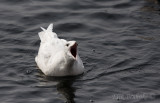Glaucous Gull... Im from the arctic, and Im frosty-beautiful!