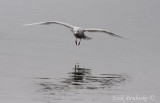 Glaucous Gull coming in for a landing
