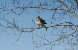Adult male light morph Rough-legged Hawk. So speckled and pale!