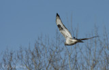 Adult male light morph Rough-legged Hawk. So speckled and pale!