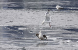 Thayers Gull... whatcha doing down there, Herring Gull?