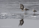 Thayers Gull (1st-cycle) coming in for a landing