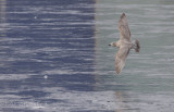 Thayers Gull (1st-cycle)