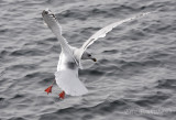 Thayers Gull