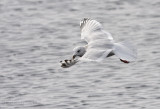 Thayers Gull