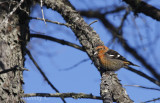 White-winged Crossbill. Adult male