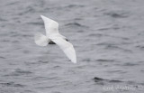 Iceland Gull (2nd-cycle)