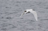 Iceland Gull (2nd-cycle)