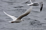 Iceland Gull (2nd-cycle)