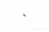 Very distant Northern Goshawk - migrating!